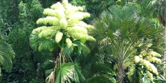 В ботаническом саду можно увидеть редкое цветение пальм